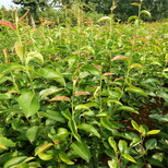 衢州早红考蜜斯梨树苗种植方法图片5