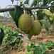 中卫丑梨树苗品种多