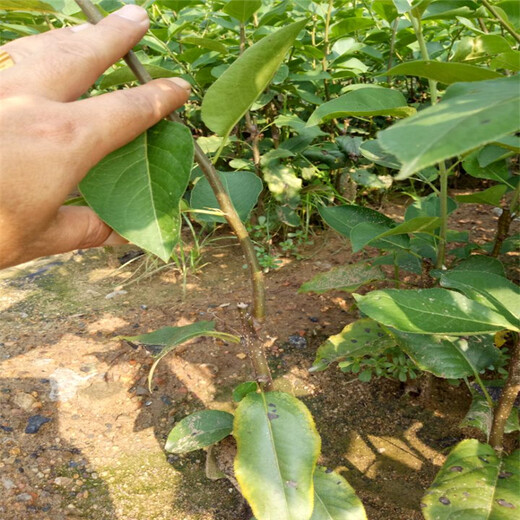 宣城早酥红梨树苗种植示范基地