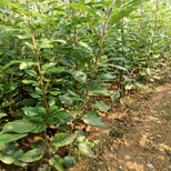 三沙三红梨树苗几年结果图片2