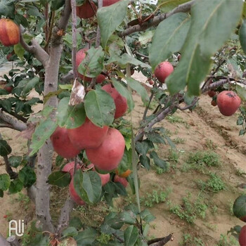 朔州满天红梨树苗价格行情