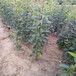 娄底库尔勒香梨树苗品种多