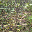 咸宁黄冠梨树苗种植示范基地