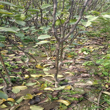 福州红香酥梨树苗种植示范基地
