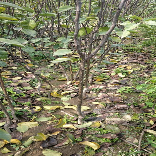 博尔塔拉满天红梨树苗种植示范基地