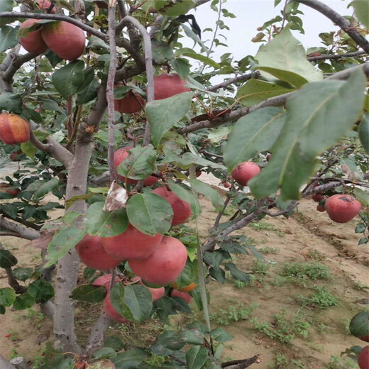 泸州金果梨树苗质量好