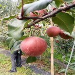 陇南红香酥梨树苗几年结果图片1