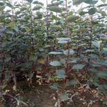 陇南红香酥梨树苗几年结果图片3