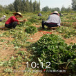 广州市草莓苗生产苗100棵起售图片