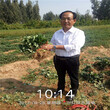 通化市四季草莓苗免费提供技术图片