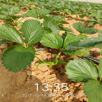 陕西省牛奶草莓苗种植技术指导