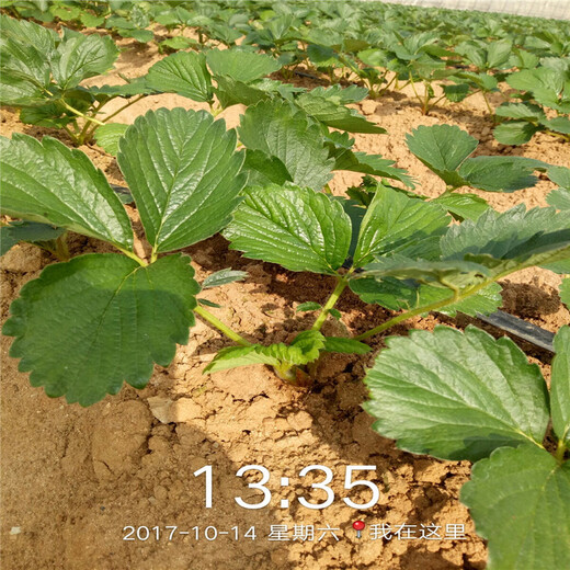 山东草莓苗种苗、草莓苗种苗新品种