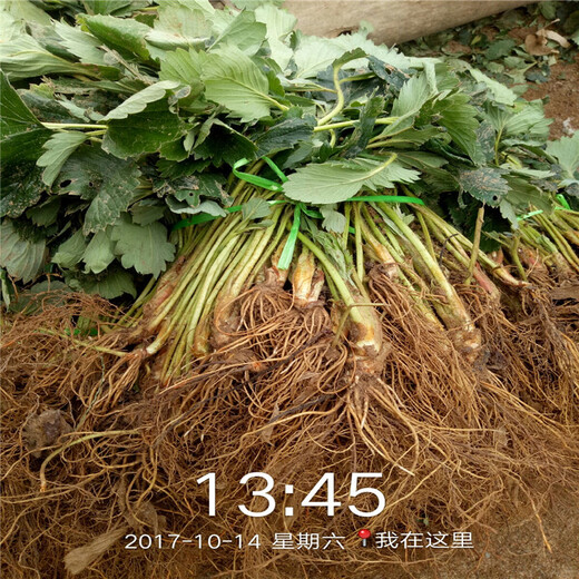 赤峰市奶油草莓苗价格透明