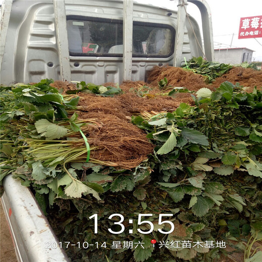 沧州市宁玉草莓苗100棵起售