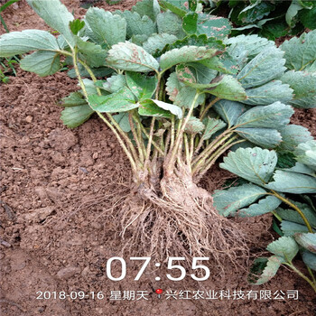 白银市妙香草莓苗批发基地