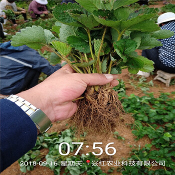 黑龙江省菠萝莓草莓苗成活率高