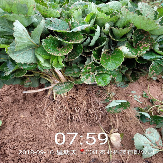 杭州市达赛草莓苗育苗注意事项