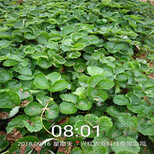丽江市大棚草莓苗种植示范基地图片1