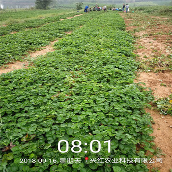 博尔塔拉州奥巴草莓苗种植示范基地