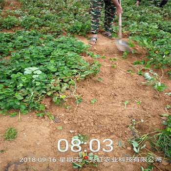 徐州市燕香草莓苗种植示范基地
