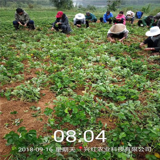 大同市奶油草莓苗种植技术指导