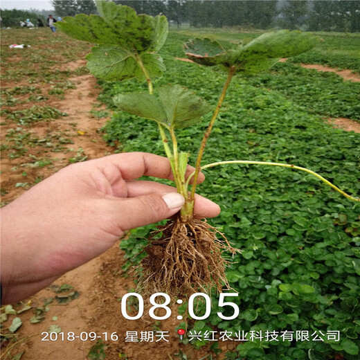 呼伦贝尔市菠萝莓草莓苗种植示范基地