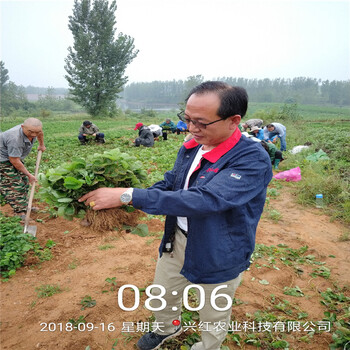 淮安市粉红公主草莓苗种植示范基地