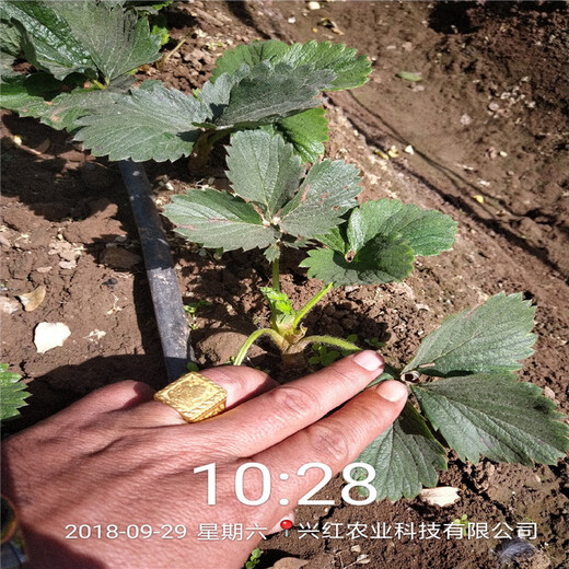 梅州市菠萝莓草莓苗种植技术指导