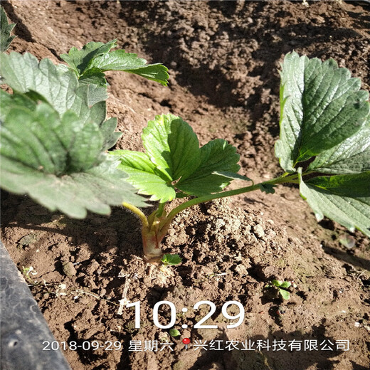 自贡市粉红公主草莓苗种植方法