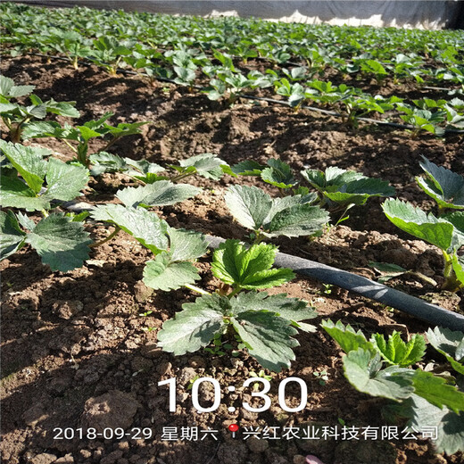 安庆市京玉草莓苗批发基地