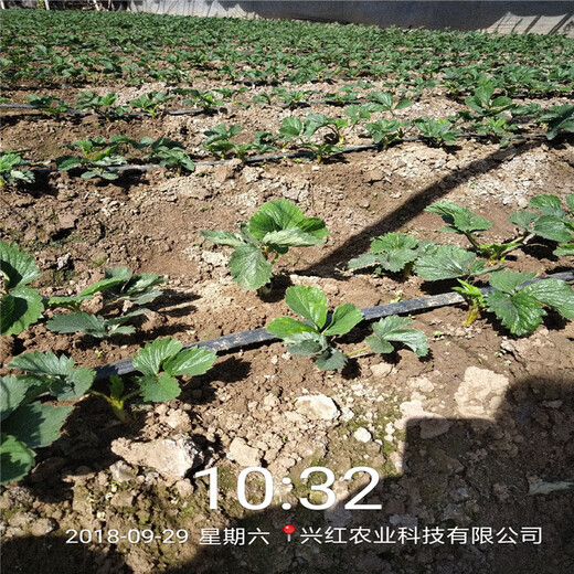 台州市皇冠一号草莓苗丰产量产