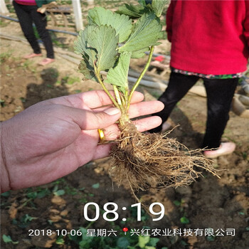 林芝地区妙香草莓苗价格行情