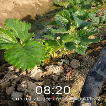 忻州市京御香草莓苗100棵起售