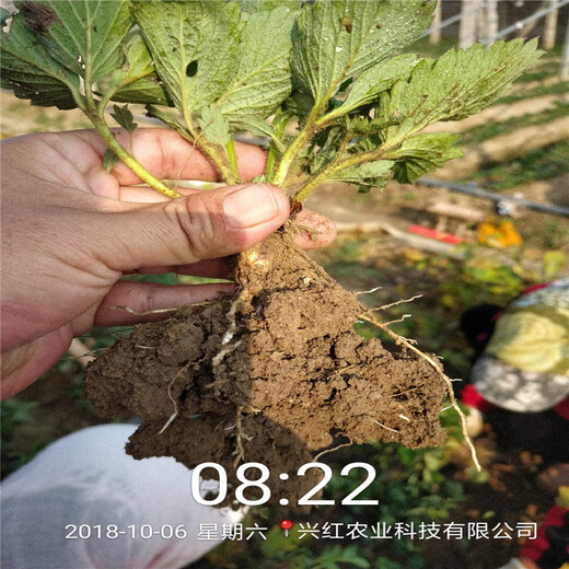 十堰市京留香草莓苗種植示范基地