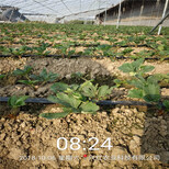 湖北省太空2008草莓苗价格行情图片0