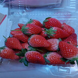 湖北省太空2008草莓苗价格行情图片1
