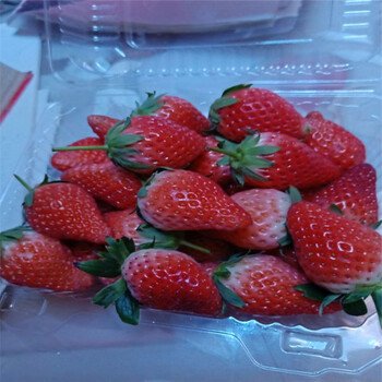 邯郸市塞娃草莓苗种植示范基地