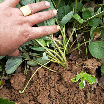 白雪草莓苗、白雪草莓苗价格