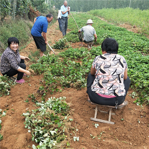 博尔塔拉州塞娃草莓苗批发基地