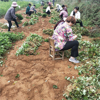 邯郸市甜宝草莓苗丰产量产