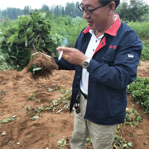 塔城地区红柚添香草莓苗种植示范基地