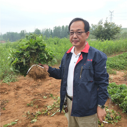 东莞市香蕉草莓苗抢购