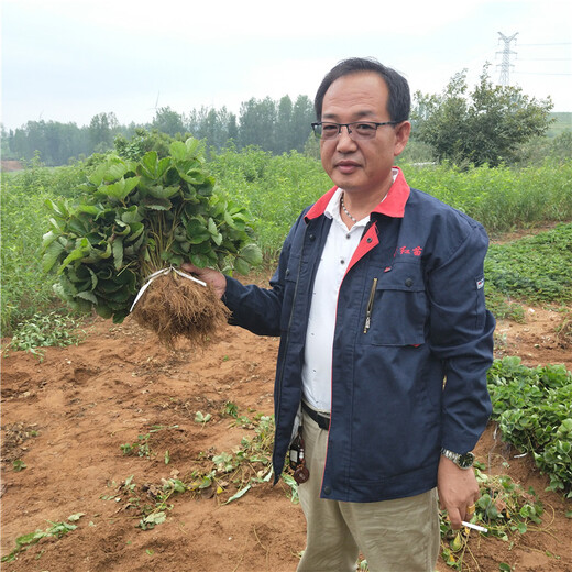湘潭市白雪公主草莓苗种植示范基地