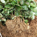 日喀则地区草莓苗种苗批发基地
