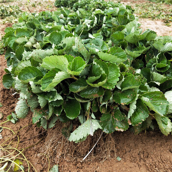 浙江省小白草莓苗种植示范基地