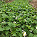 伊犁州甜宝草莓苗优质高产成活率高