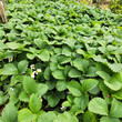 珠海市豐香草莓苗種植方法圖片