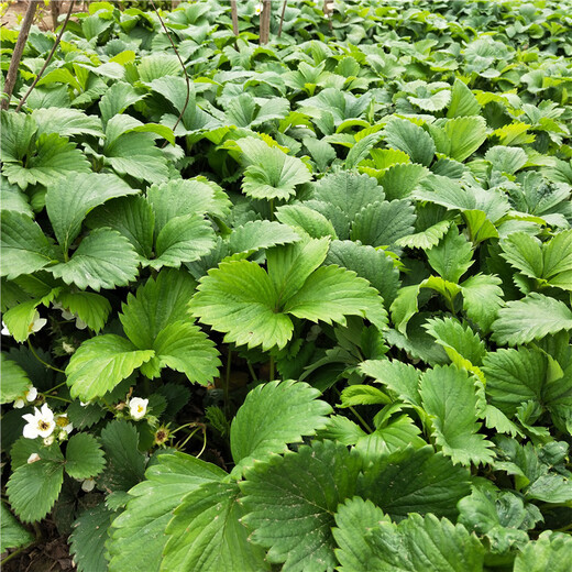 山东省大棚草莓苗免费提供技术