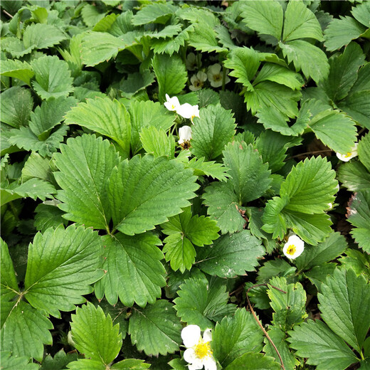 平顶山市鬼奴甘草莓苗价格透明