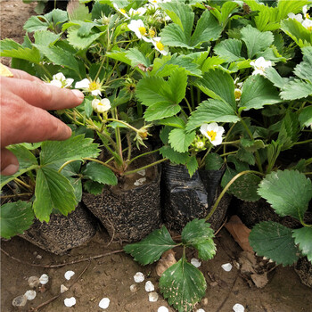 苏州市京承香草莓苗种植方法